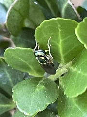 Merosargus caeruleifrons