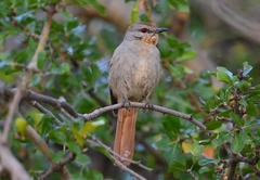 Rufous-Tailed Palm Thrush photo 2
