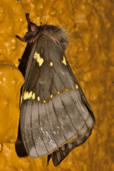 Paradirphia fumosa
