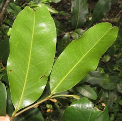 Uvaria caffra