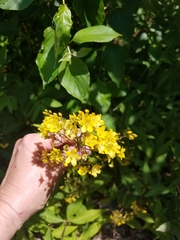 Lysimachia fraseri