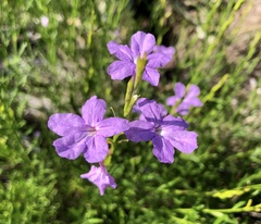 Bouchea linifolia
