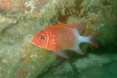 Sargocentron caudimaculatum