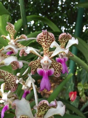 Vanda tricolor