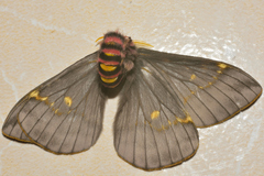Paradirphia fumosa