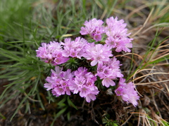 Armeria caespitosa