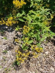 Lysimachia fraseri