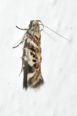 Aristotelia elegantella