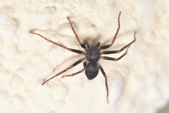Pulchellodromus bistigma