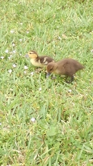 Cairina moschata domestica