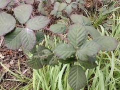 Candicantes