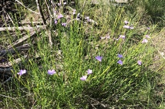 Bouchea linifolia