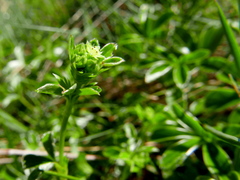 Alchemilla saxatilis