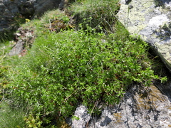 Alchemilla saxatilis