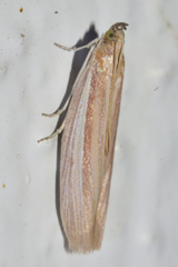 Oncocera semirubella