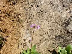 Primula pauciflora zionensis