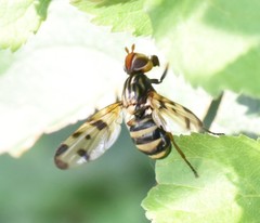 Otites porcus