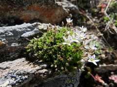Minuartia recurva