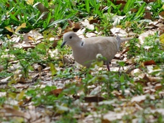 Streptopelia decaocto