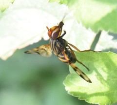 Otites porcus