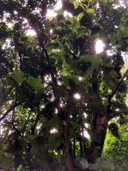 Coccoloba pubescens