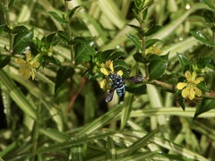 Thyreus himalayensis