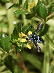 Thyreus himalayensis
