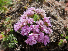 Armeria caespitosa