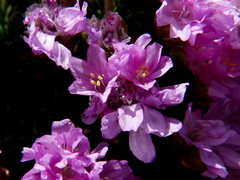 Armeria caespitosa