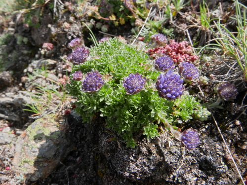 Representative image of Jasione crispa crispa