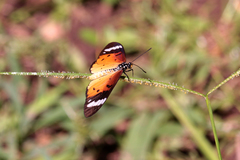 Acraea encedana