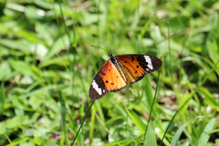Acraea encedana