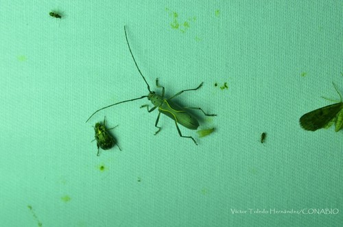 Eburia cruciata