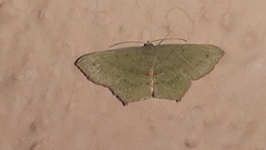 Traminda mundissima