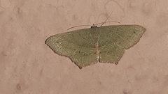Traminda mundissima