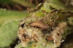Nothris verbascella