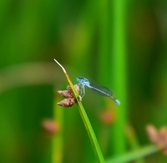 Enallagma aspersum