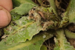 Nothris verbascella