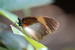 Elymnias bammakoo rattrayi