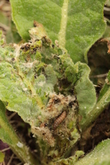 Nothris verbascella