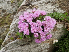 Armeria caespitosa