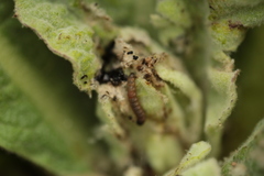 Nothris verbascella