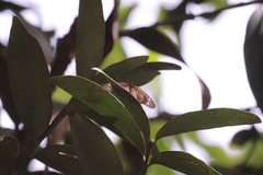 Acraea lycoa