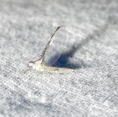 Callibaetis floridanus