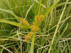 Cyperus hermaphroditus