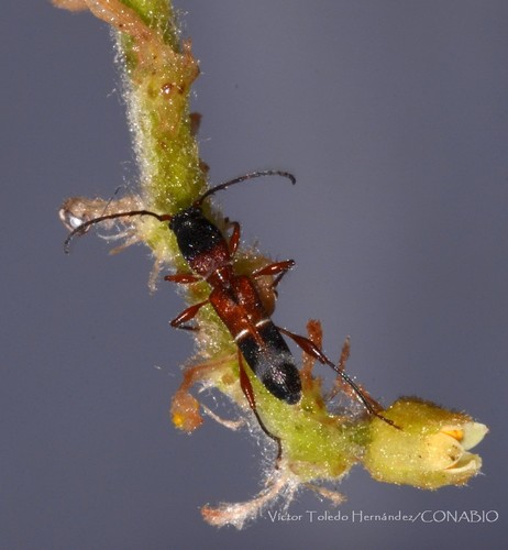 Euderces longicollis