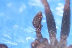 Pulchellodromus bistigma