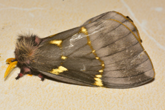 Paradirphia fumosa