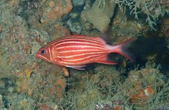 Sargocentron diadema