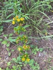 Hypericum cistifolium